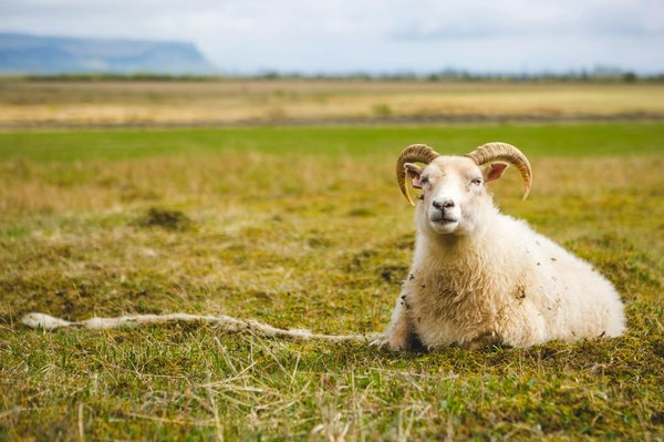What's the Best Way to Mitigate Excessive Fur Shedding in Norwegian Forest Cats?