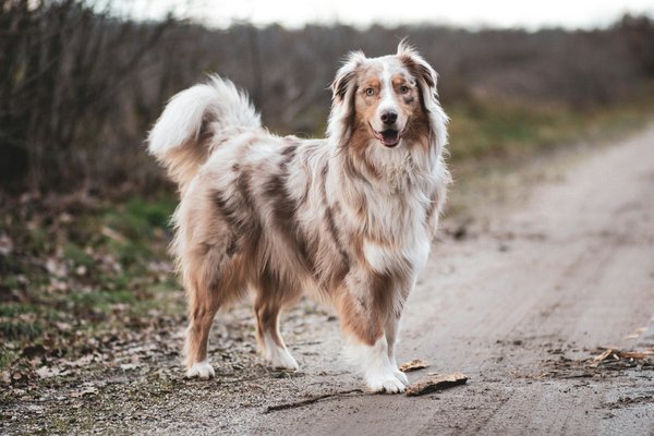 How to Teach an Australian Shepherd to Perform Advanced Agility Exercises?